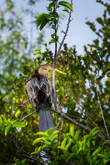 Cormorant