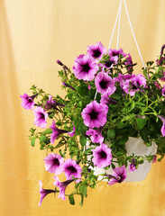 Purple petunia in flowerpot on cloth background