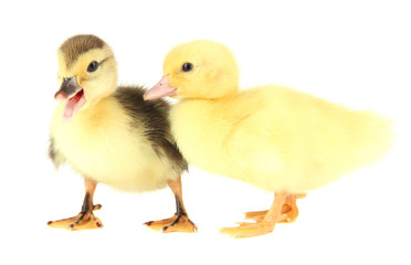 Cute ducklings, isolated on white