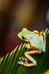 Exotic frog in the jungle
