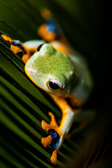 Exotic frog in the jungle