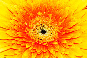 Background, close-up chrysanthemum