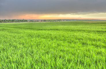 Fototapeta premium Green grass on the field