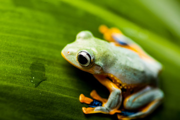 Exotic frog in the jungle