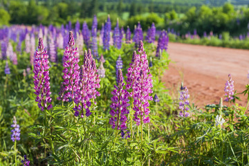Obraz premium Prince Edward Island Lupins