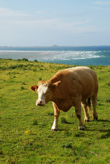 Brown Cow by the Sea