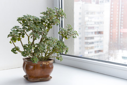Potted flowers on the windowsill in a pot. Aichryson.