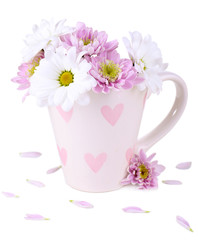 Beautiful chrysanthemum flowers in cup isolated on white