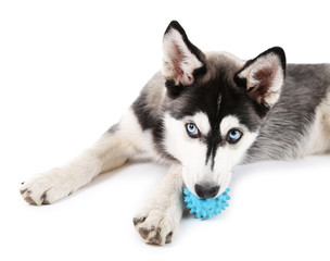 Beautiful cute husky puppy, isolated on white © Africa Studio