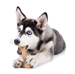 Fototapeta premium Beautiful cute husky puppy, isolated on white