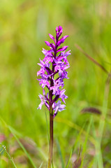 Obraz premium Wild orchid