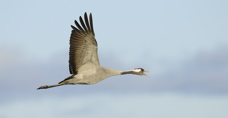 Common crane in flight
