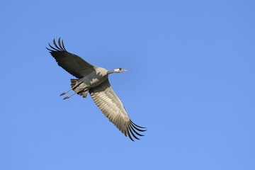 Common crane in flight