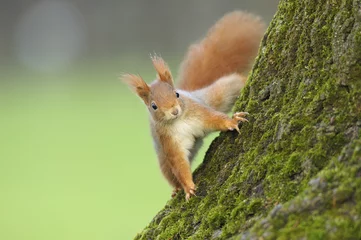 Foto auf Glas Red squirrel on tree © Ana Gram
