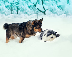 Dog and cat playing together outdoor in the snow