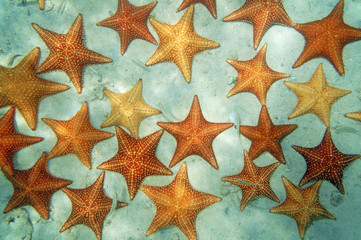 Cushion sea stars underwater in the Caribbean sea