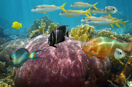 Fototapeta Undersea reef fish with beautiful coral