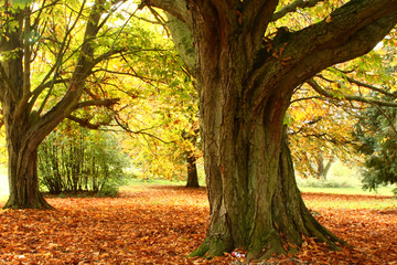 A large Chestnut tree surrounded by colorful leaves