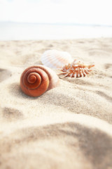 The seashells on the sand close up