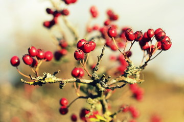Fototapeta na wymiar hawthorn berries background