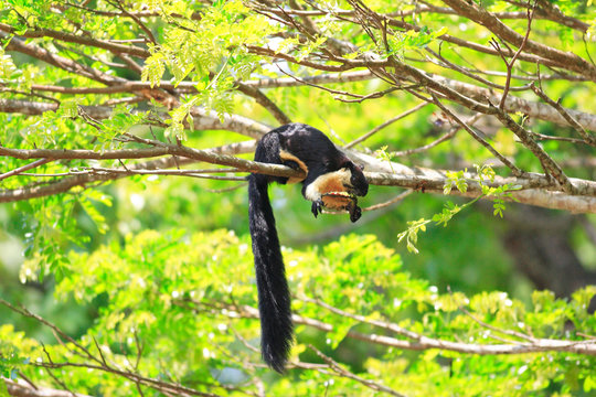Black giant squirrel (Ratufa bicolor) in Khao Yai National Park,