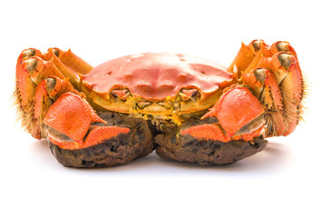 cooked crab on a white background