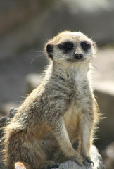 Funny Meerkat with expressive face