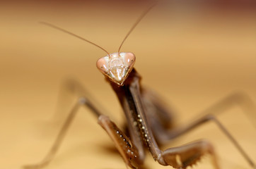 A close up image of a praying mantis, focus on face