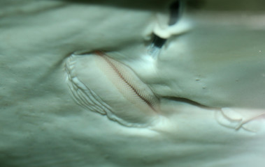 Funny image of a stingray's mouth