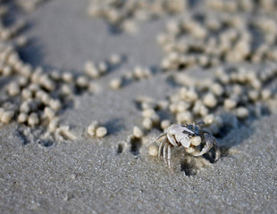 Ghost Crab on the beach