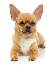 Obraz premium Chihuahua dog isolated on white background.