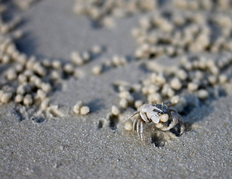 Ghost Crab on the beach