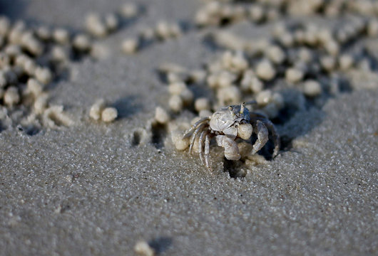 Ghost Crab on the beach