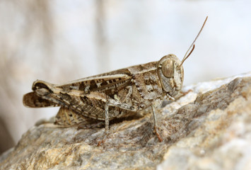 Yellow and Brown Grasshopper