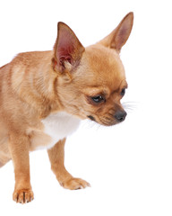 Chihuahua dog isolated on white background.