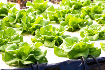 hydroponics green vegetable in farm