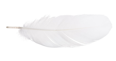 white isolated goose straight feather © Alexander Potapov