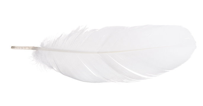 white isolated goose straight feather