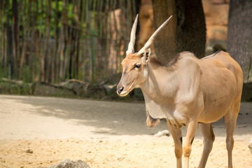 The common eland (Taurotragus oryx), also known as the southern