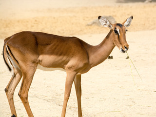 Antelope (Aepyceros melampus) standing on a rocky sandy backgrou