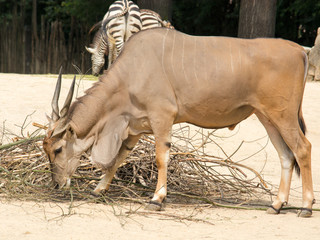 The common eland (Taurotragus oryx), also known as the southern