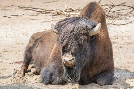 Sitting buffalo resting in a sunny day