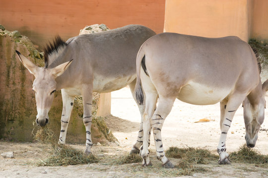 Two donkeys grazing grass in an abandoned yard
