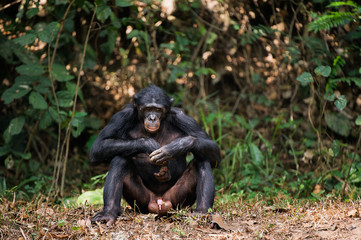 Bonobo ( Pan paniscus)   portrait.