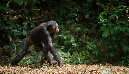 Bonobo ( Pan paniscus)   portrait.