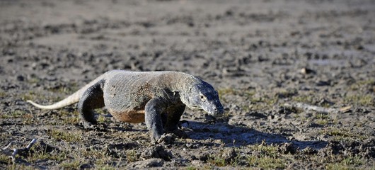 Komodo Dragon (Varanus komodoensis)