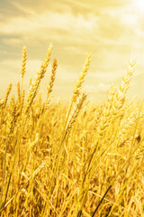 Fototapeta premium Wheat ears under golden shining