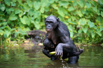 Fototapeta premium Bonobo ( Pan paniscus) with cub in the water