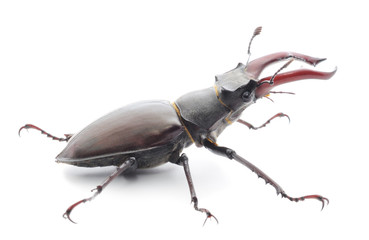 Stag Beetle