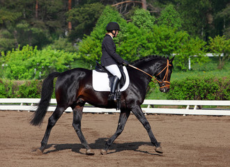 Dressage Championships